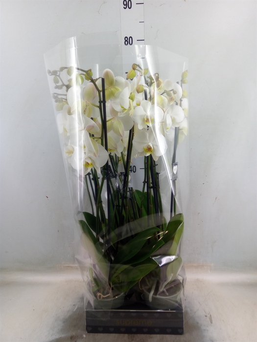 <h4>Phalaenopsis   ...white</h4>