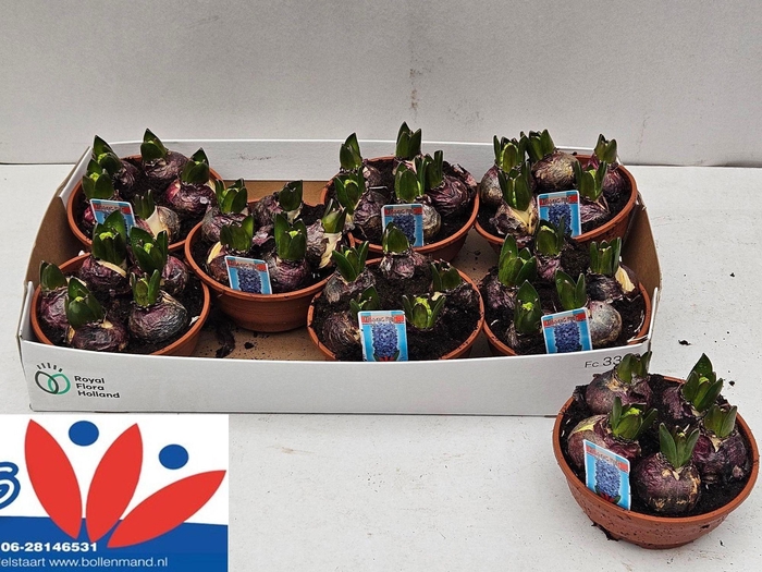 <h4>HYACIN BLUE STAR</h4>