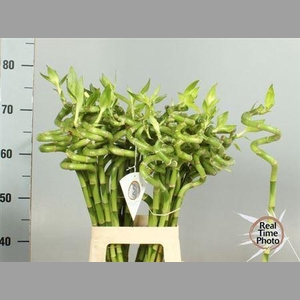 Drac S Lucky Bamboo