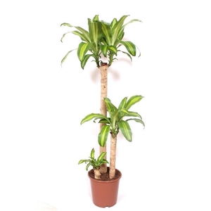 Dracaena Massangeana 90-45-15
