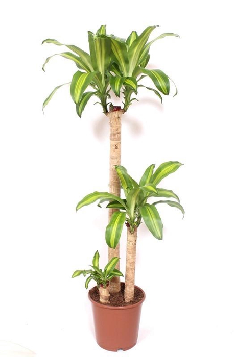 <h4>Dracaena Massangeana 90-45-15</h4>