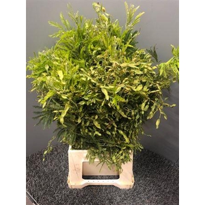 Acacia D Turnaire Bes Red Rosso