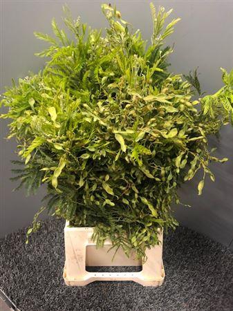 Acacia D Turnaire Bes Red Rosso