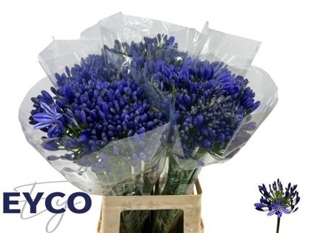 <h4>Agap Eyfori Blue</h4>