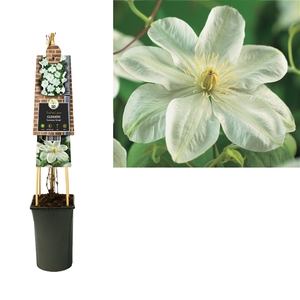 Clematis 'Guernsey Cream' +3.0 label