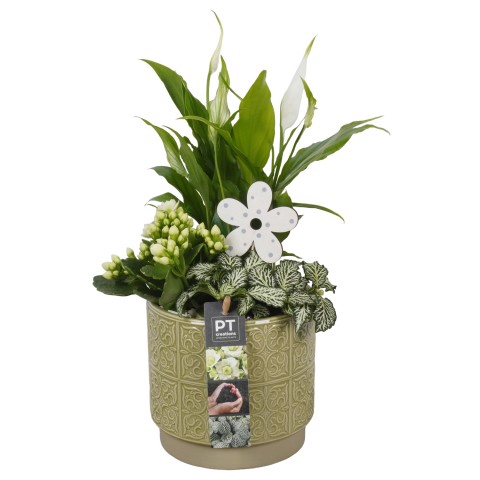 <h4>PTIB7479 Arrangementen kamerplanten</h4>