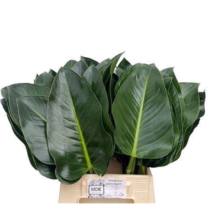 Philodendron  'Green Beauty'