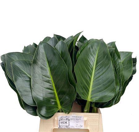 <h4>Philodendron  'Green Beauty'</h4>