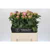 Paeonia Jacorma