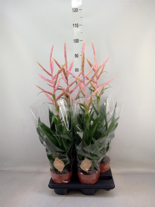 <h4>Tillandsia  'Dolce'</h4>