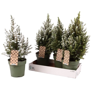 PICEA GL MAGNIFIQUE