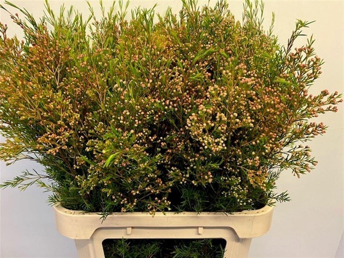 <h4>Chame Vega Blad</h4>