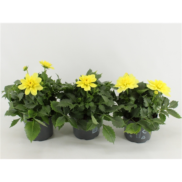 <h4>Dahlia Dalina Maxi Yellow</h4>