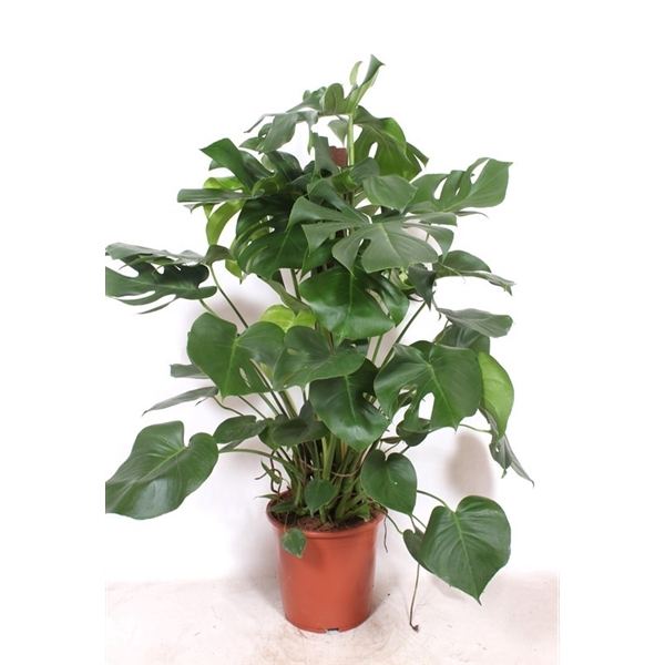 <h4>Monstera deliciosa 'kratistestok'</h4>