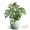MONSTERA FRIEDR P12  LEAF OCEAN