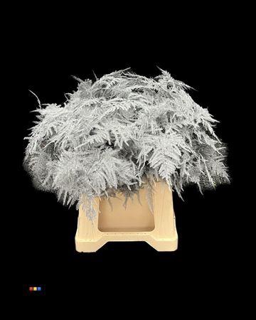 <h4>Asp 1e Grey</h4>