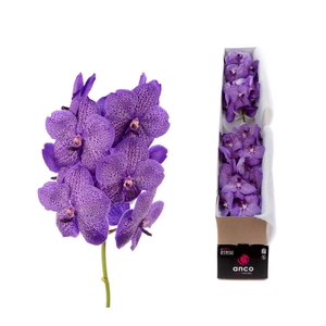 Vanda  'Sunanda Lavender Sprinkles'