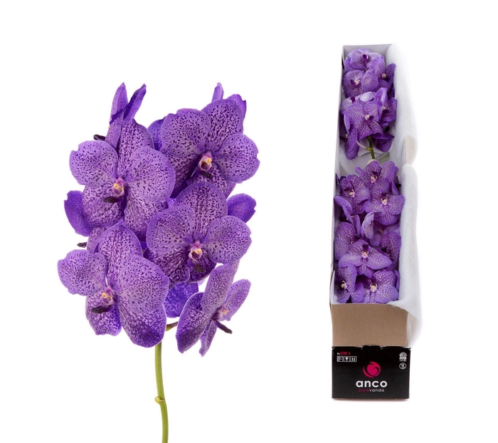 <h4>Vanda  'Sunanda Lavender Sprinkles'</h4>