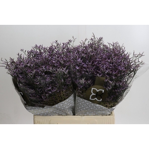 Limonium ov Safora Lilac
