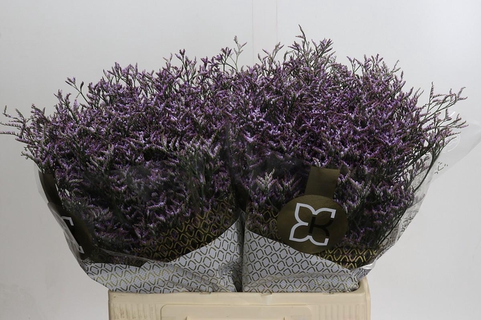 <h4>Limonium ov Safora Lilac</h4>