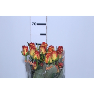 ROSA HIGH MAGIC 060 CM