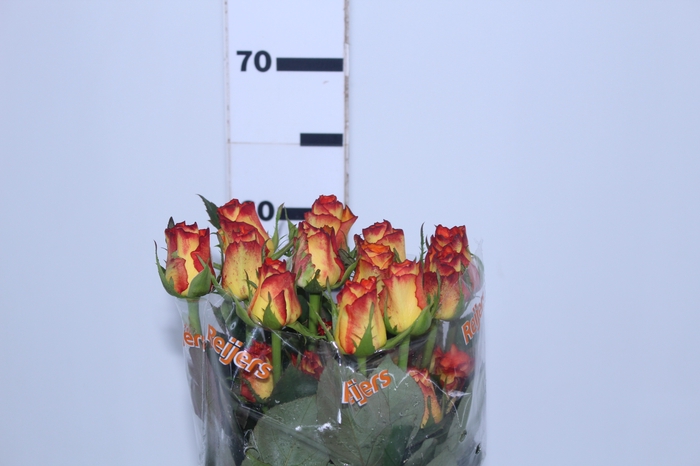 ROSA HIGH MAGIC 060 CM