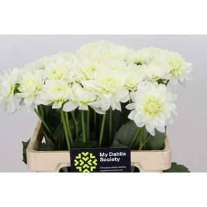 Dahlia Karma M. Zwaan