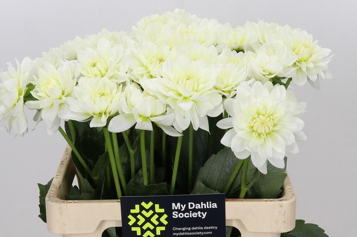 <h4>Dahlia Karma M. Zwaan</h4>