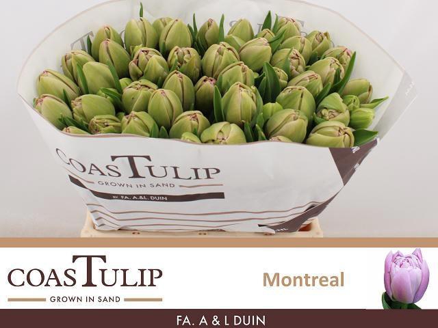 <h4>TU DU MONTREAL</h4>