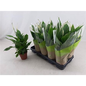 Spathiphyllum 'Cavalli'