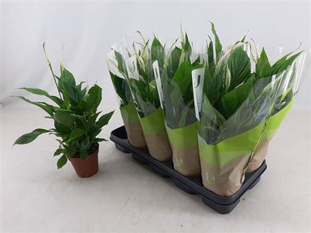 <h4>Spathiphyllum 'Cavalli'</h4>
