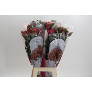 Alstroemeria Fashionista Sofiena