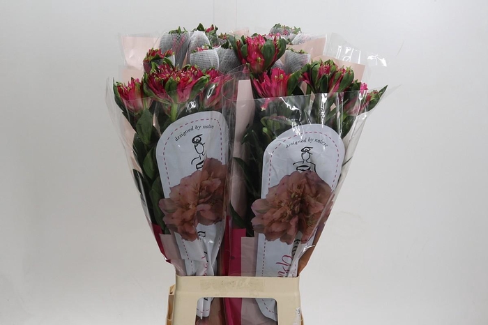 <h4>Alstroemeria Fashionista Sofiena</h4>