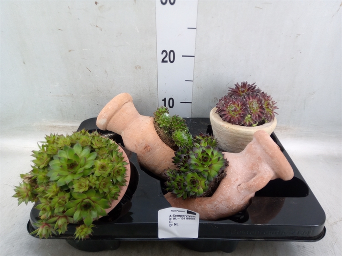 <h4>Sempervivum   ...mix</h4>