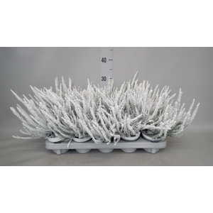 Calluna vulg. 'Skyline Barcelona'