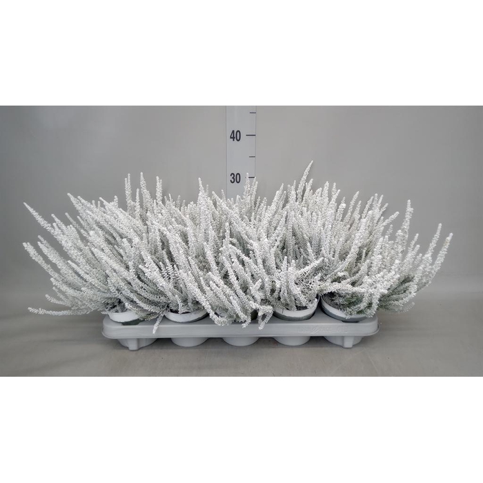 <h4>Calluna vulg. 'Skyline Barcelona'</h4>