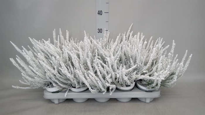 <h4>Calluna vulg. 'Skyline Barcelona'</h4>