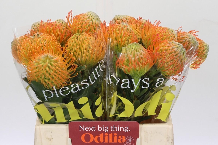 <h4>Nutans Ayoba Sun</h4>