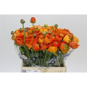 Ranunculus Clooney Lambada Extra