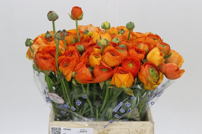 <h4>Ranunculus Clooney Lambada Extra</h4>