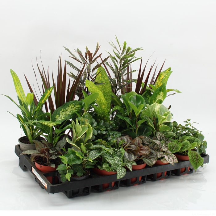<h4>Z-22F Mixplanten Floratino</h4>