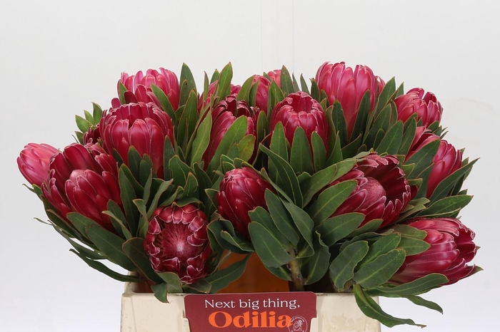 <h4>Protea Brenda</h4>