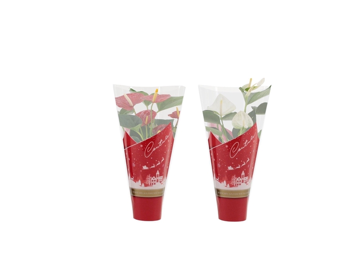 Anthurium Red & White mix in Couture Christmas sleeve