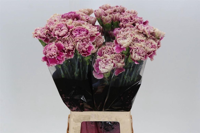 <h4>Anjer Lang Antiqua</h4>