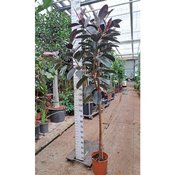 <h4>Ficus Elastica Abidjan stam 250</h4>