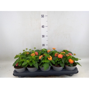 Lantana  'Shamrock Rose Gold'
