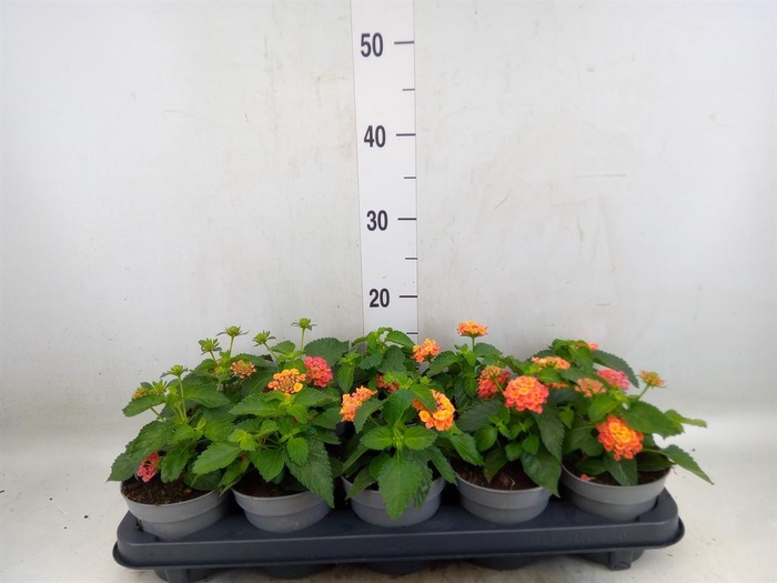 <h4>Lantana  'Shamrock Rose Gold'</h4>