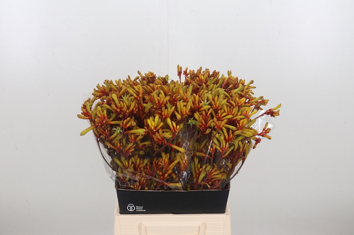 <h4>Anigozanthos Orange Velvet</h4>