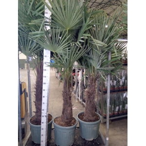 Trachycarpus fortunei