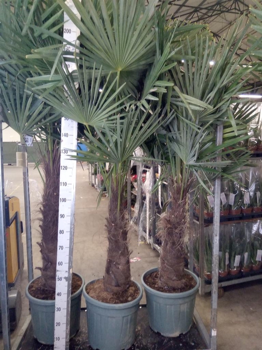 <h4>Trachycarpus fortunei</h4>